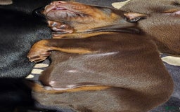 Doberman Pinscher dogs for sale: Zeus - Image 2