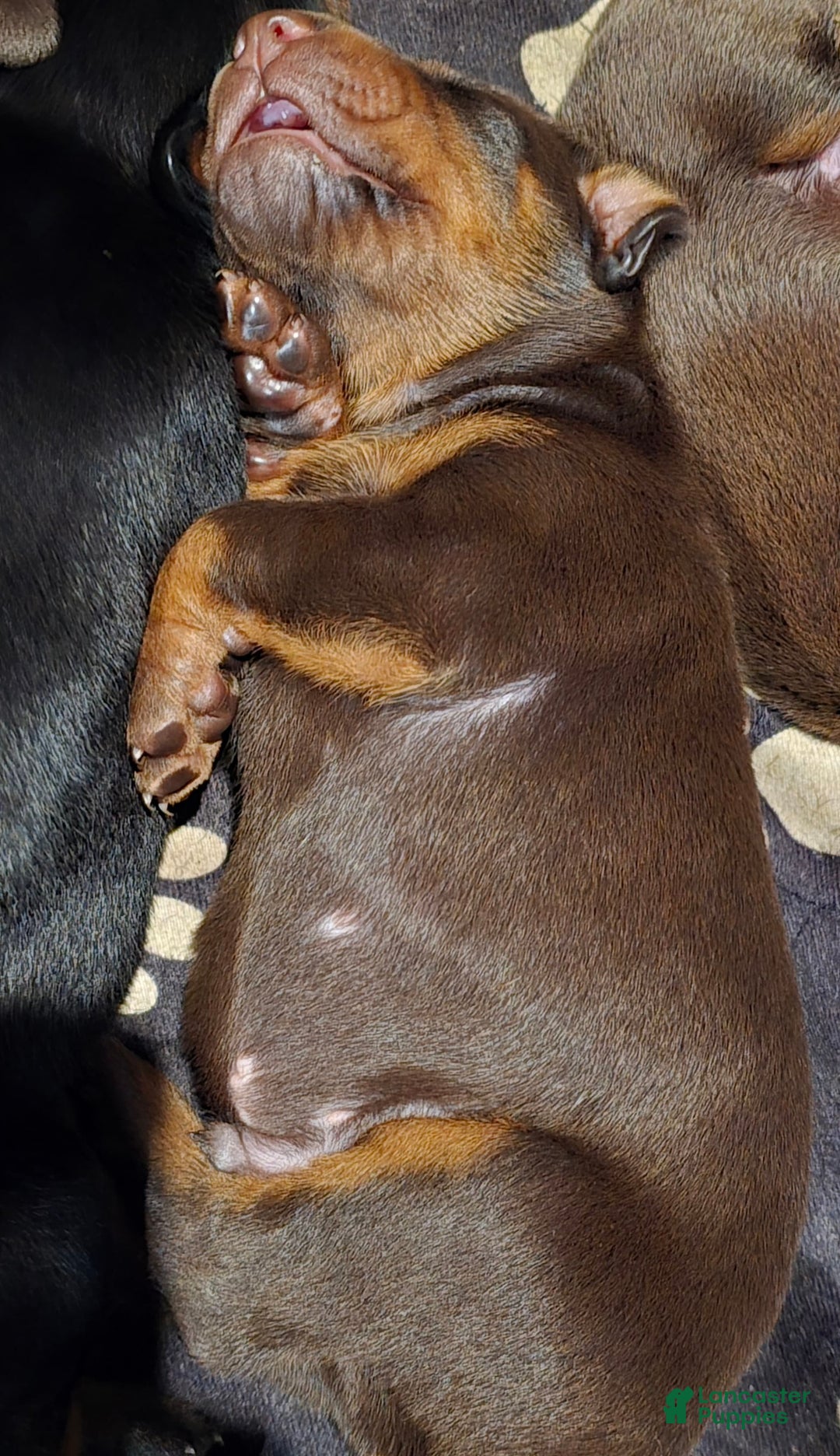 Doberman Pinscher dogs for sale: Zeus - Image 2