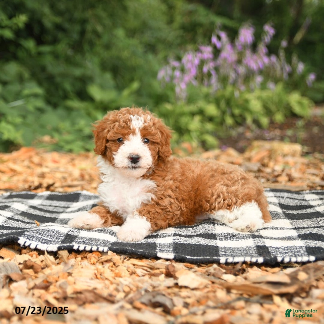 Mini Aussiedoodle dogs for sale: Honor - Image 3