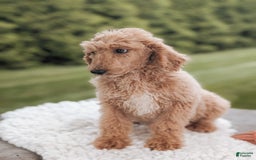 Miniature Poodle dogs for sale: Cooper-moyen Poodle - Image 3