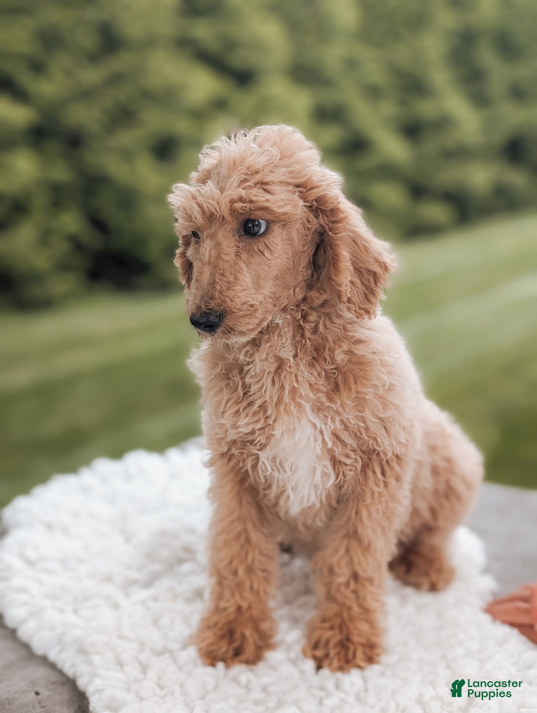 Miniature Poodle dogs for sale: Cooper-moyen Poodle - Image 3