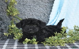 Havapoo dogs for sale: Bailey - Image 5