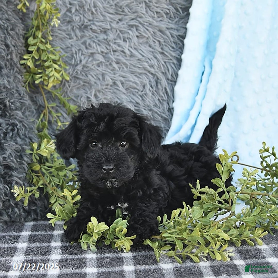 Havapoo dogs for sale: Bailey - Image 5
