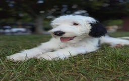 Sheepadoodle dogs for sale: Cadbury - Image 1