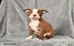 Boston Terrier dogs for sale: Marley - Image 4