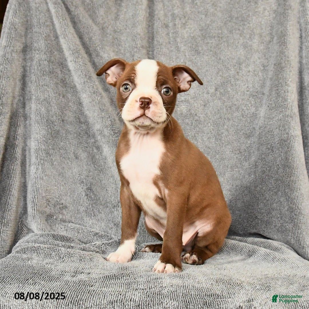Boston Terrier dogs for sale: Marley - Image 4