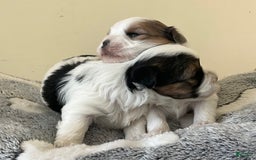 Yorkshire Terrier dogs for sale: Ty - Image 3
