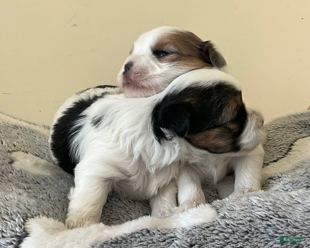 Yorkshire Terrier dogs for sale: Ty - Image 3
