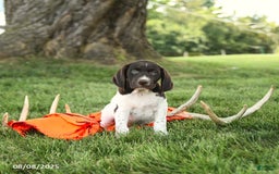 German Shorthaired Pointer dogs for sale: Barry AKC - Image 3