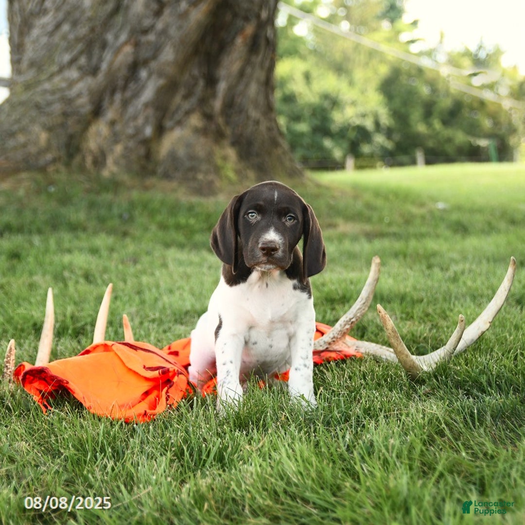 German Shorthaired Pointer dogs for sale: Barry AKC - Image 3
