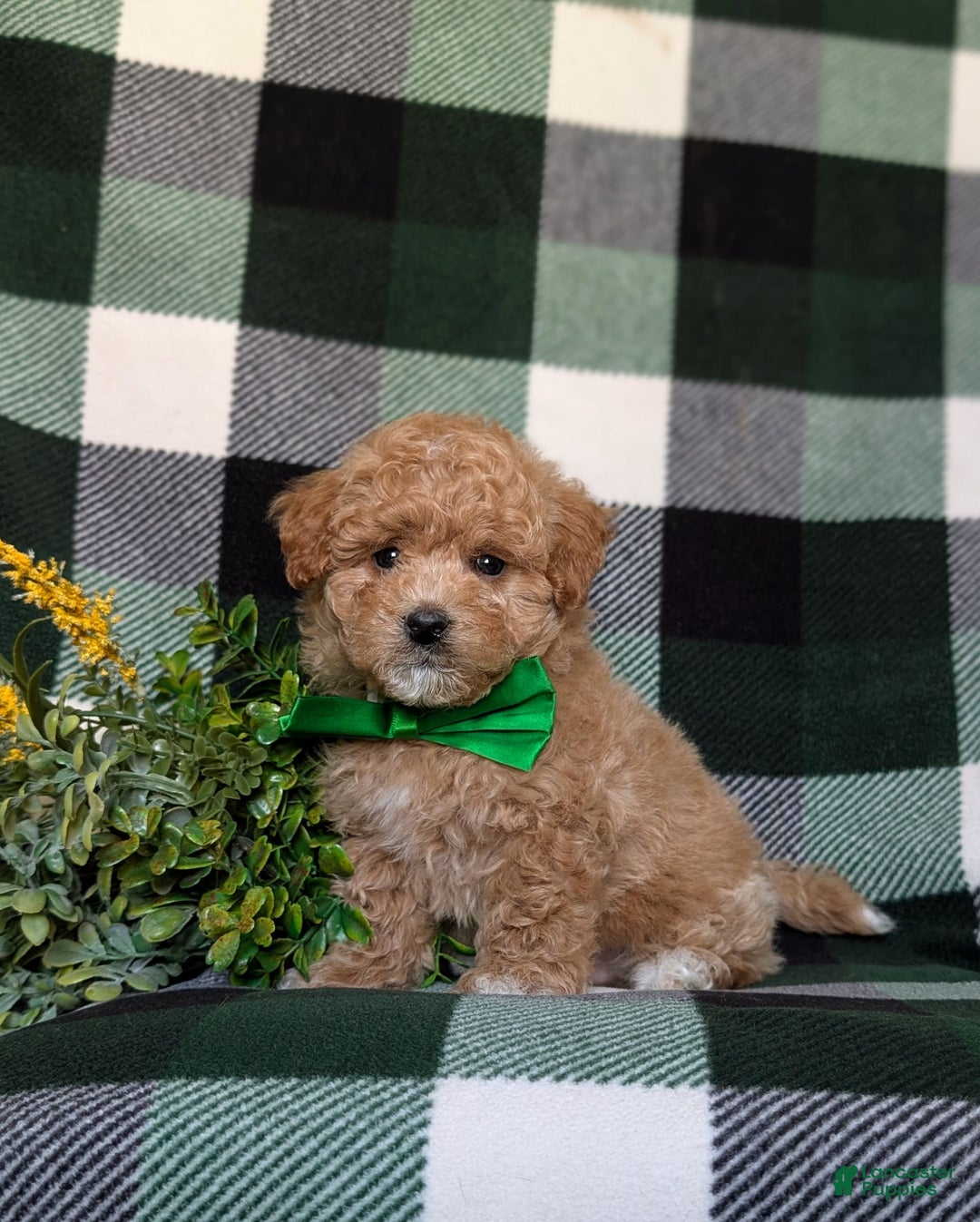 Maltipoo dogs for sale: Daine - Image 2