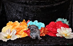 Chihuahua dogs for sale: Zeno - Image 3