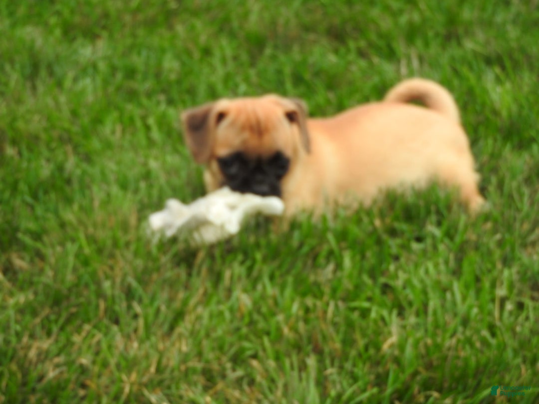 Jug dogs for sale: Jazmin - Image 1