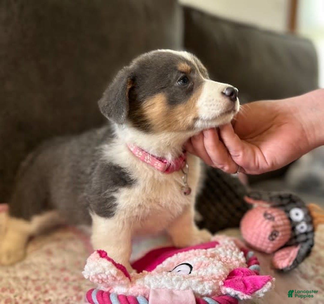 Welsh Corgi Pembroke dogs for sale: Pink Collar Bluie Girl - Image 3