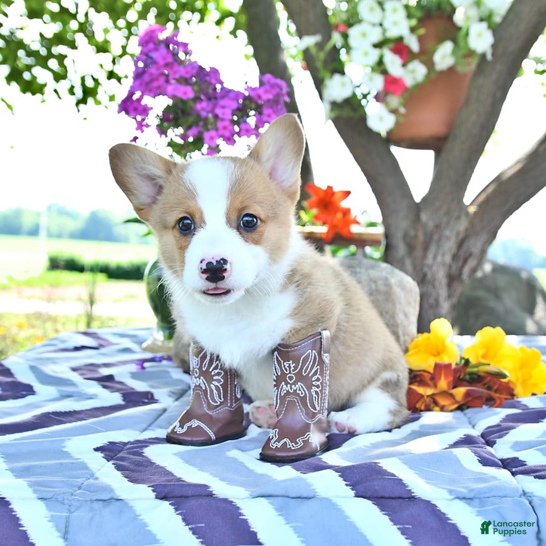 Welsh Corgi Pembroke dogs for sale: Henry - Image 8