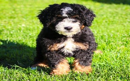 Mini Bernedoodle dogs for sale: Ozzy - Image 15