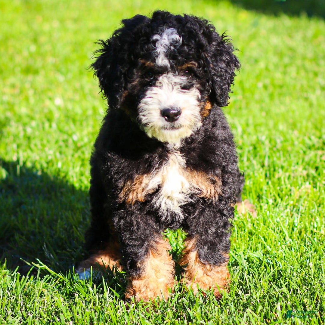 Mini Bernedoodle dogs for sale: Ozzy - Image 15