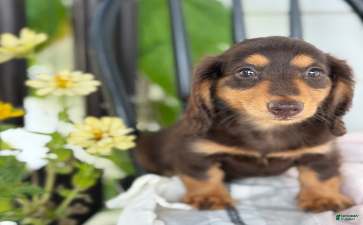 Miniature Dachshund dogs for sale - Ad 2