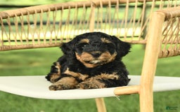 Mini Bernedoodle dogs for sale: Hailey - Image 5