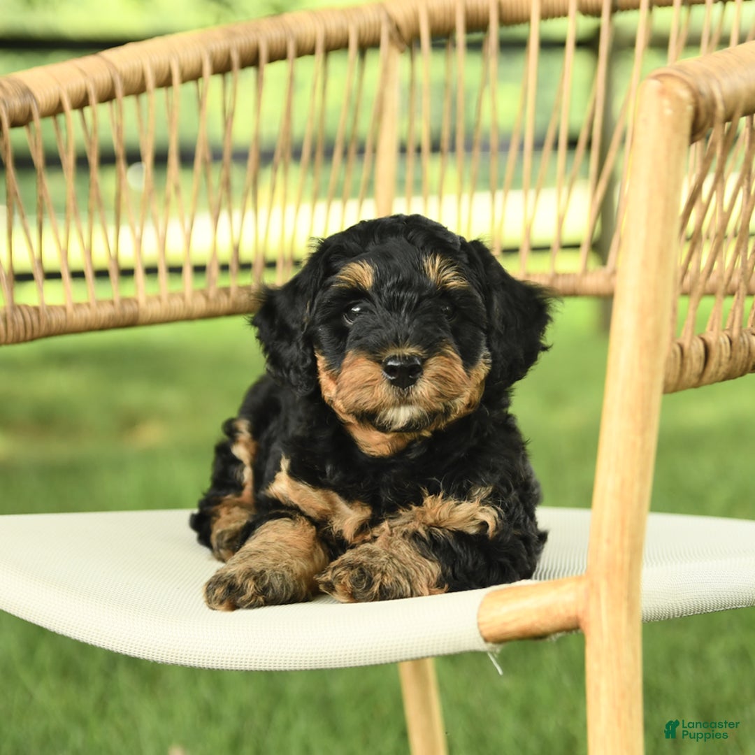 Mini Bernedoodle dogs for sale: Hailey - Image 5