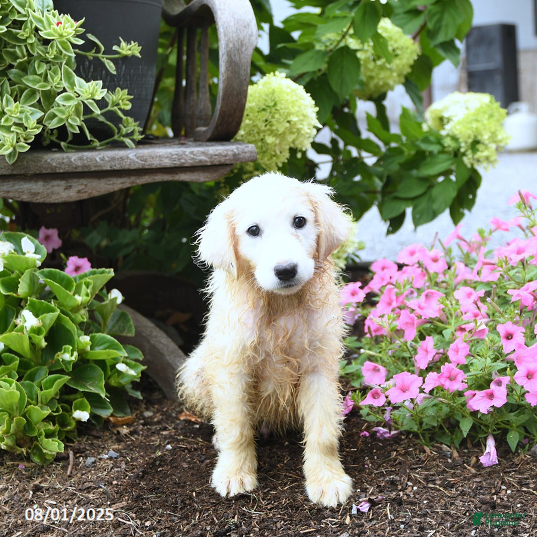 Maremma Sheepdog dogs for sale: Georgie - Image 2
