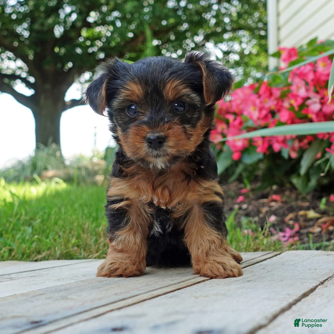 Yorkshire Terrier dogs for sale: Tia - Image 1