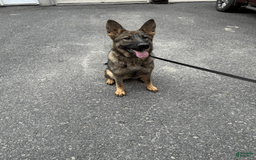 German Shepherd dogs for sale: Rosie - Image 3