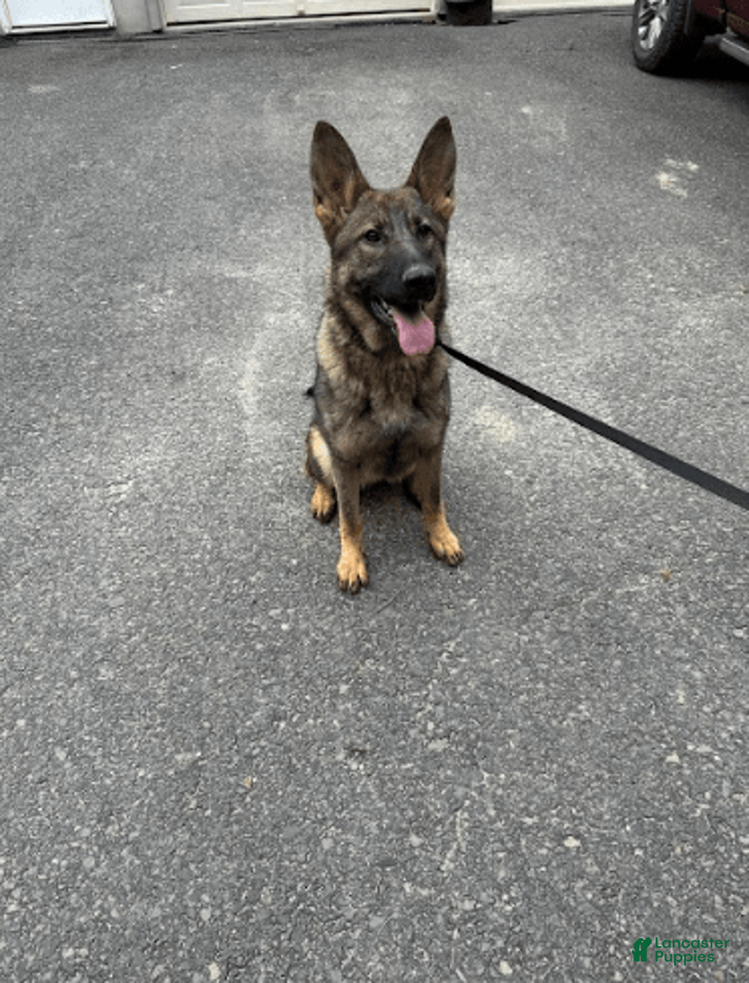 German Shepherd dogs for sale: Rosie - Image 3