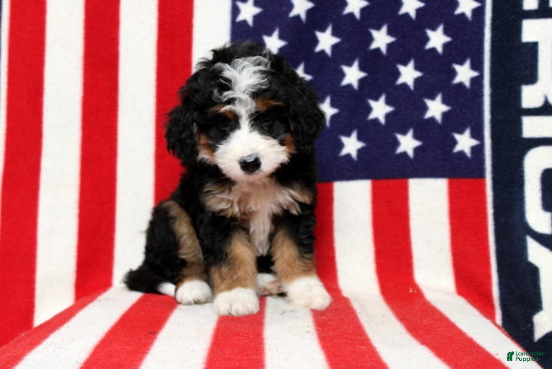 Mini Bernedoodle dogs for sale: Wolly - Image 4