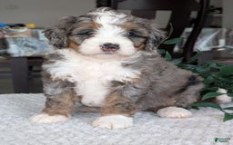 Mini Bernedoodle dogs for sale: Allie - Image 19