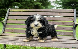 Mini Bernedoodle dogs for sale: Roscoe - Image 8