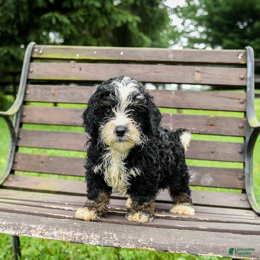 Mini Bernedoodle dogs for sale: Roscoe - Image 8