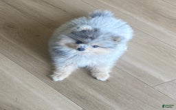 Pomeranian dogs for sale: Luca - Image 1