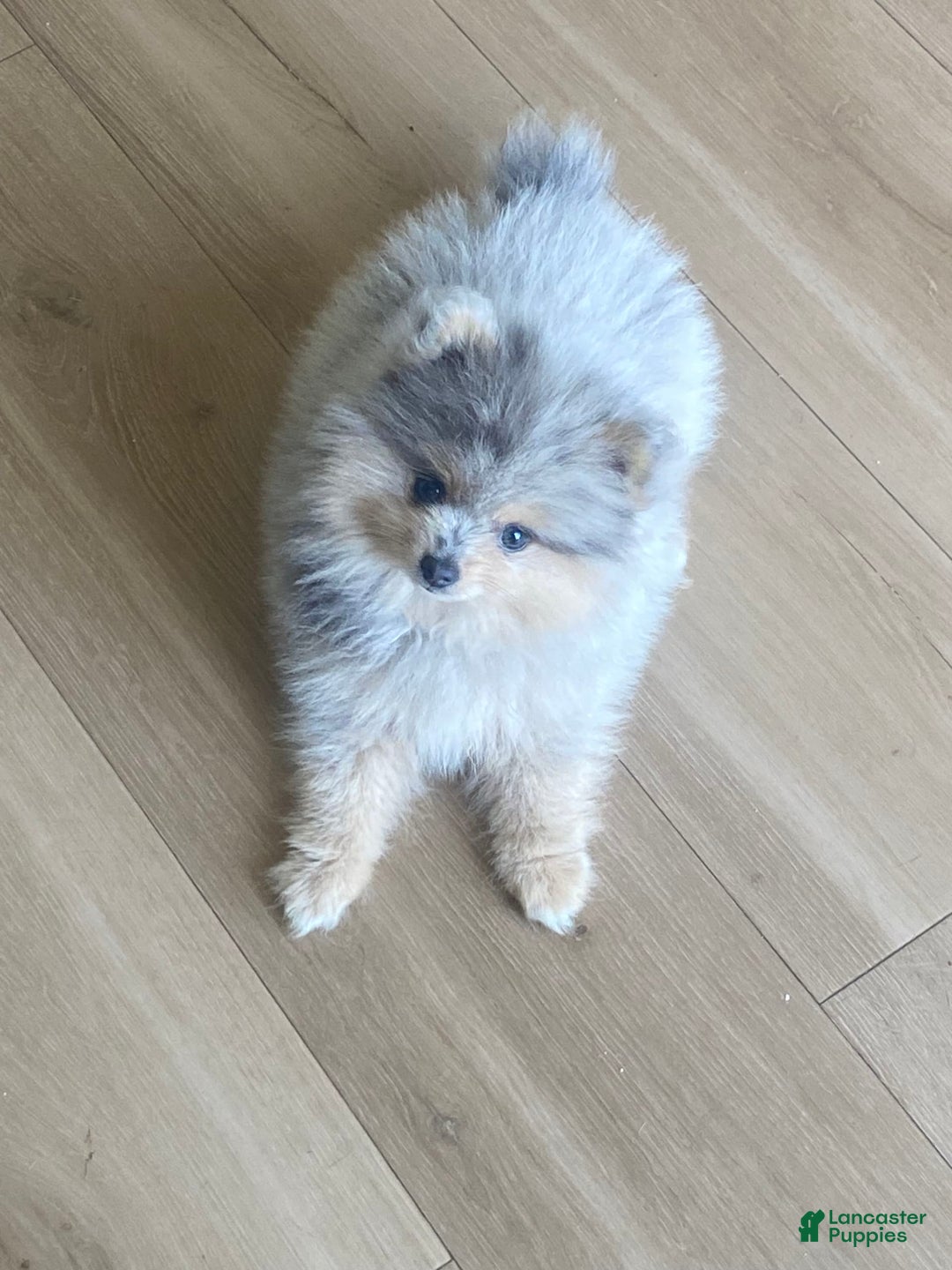 Pomeranian dogs for sale: Luca - Image 1