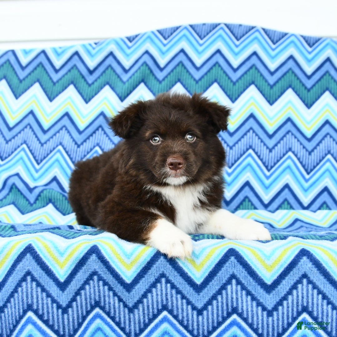 Miniature Australian Shepherd dogs for sale: Mocha - Image 3