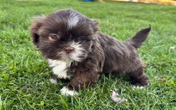 Shih Tzu dogs for sale: Snickers Aca - Image 5