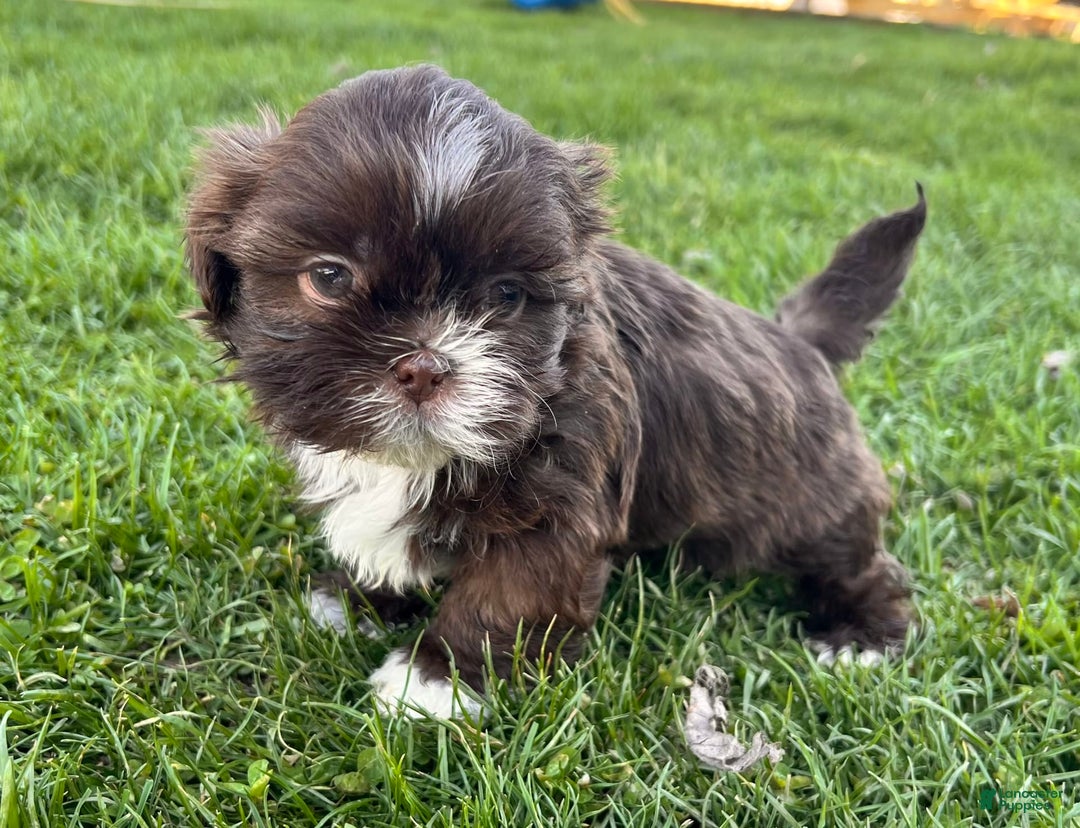 Shih Tzu dogs for sale: Snickers Aca - Image 5