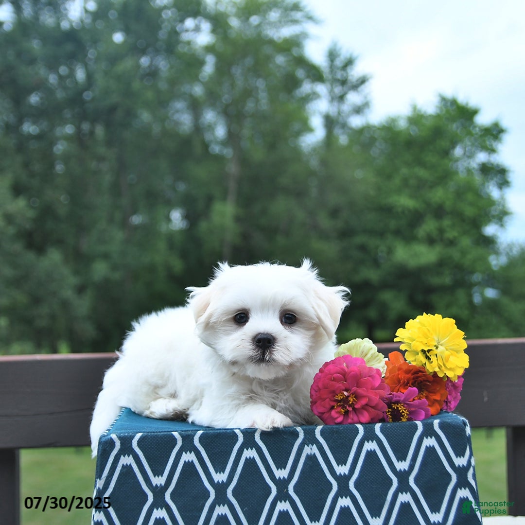 Maltese dogs for sale: Toby - Image 5