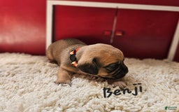 Puggle dogs for sale: Benji - Image 3