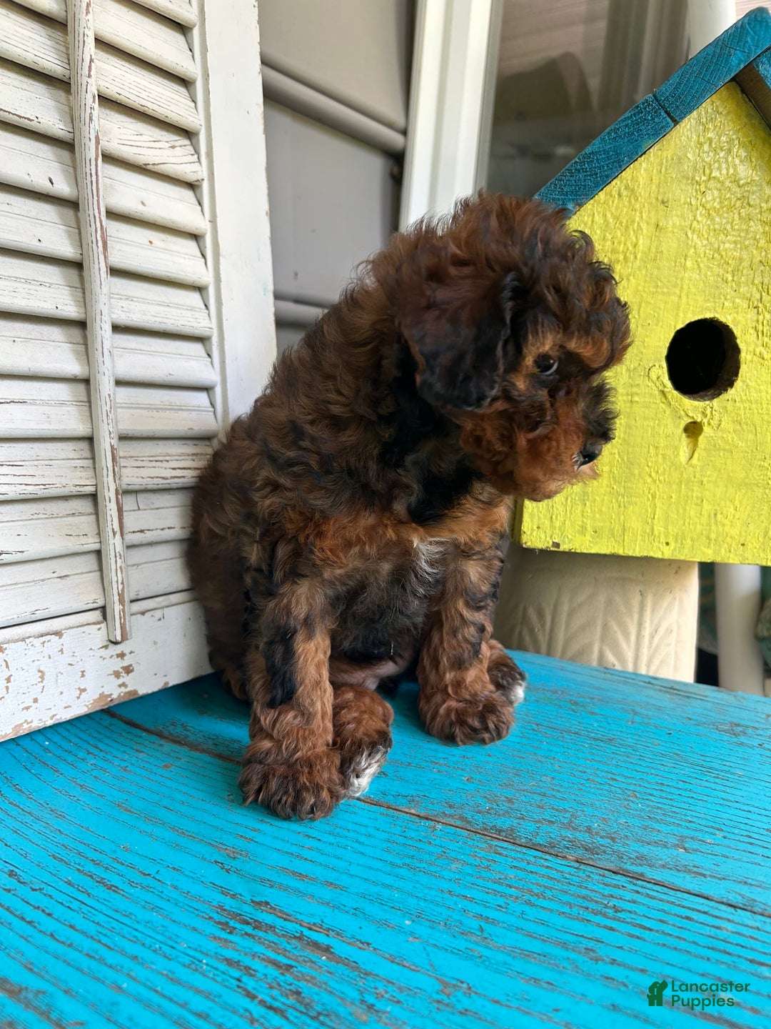 Cavapoo dogs for sale: Bailey - Image 4