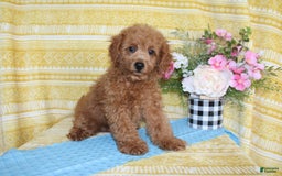 Mini Goldendoodle dogs for sale: Larry - Image 6