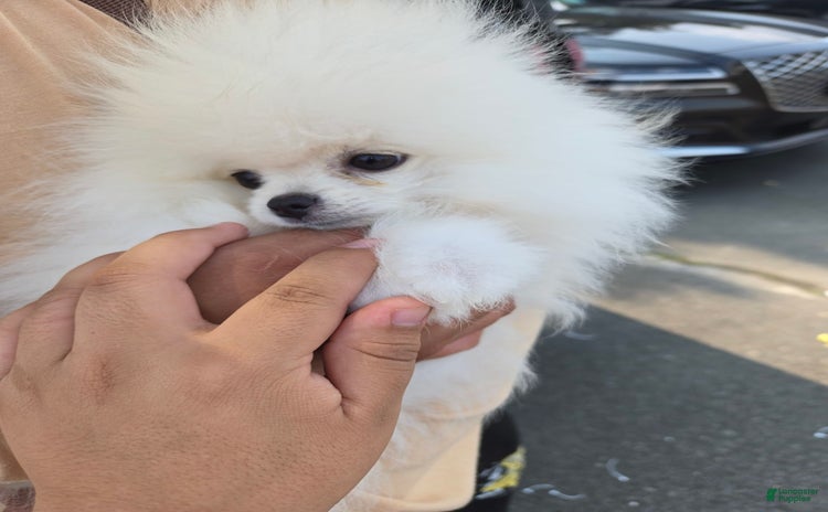 Pomeranian dogs for sale - Ad 1