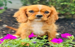 Cavalier King Charles Spaniel dogs for sale: Carl - Image 5