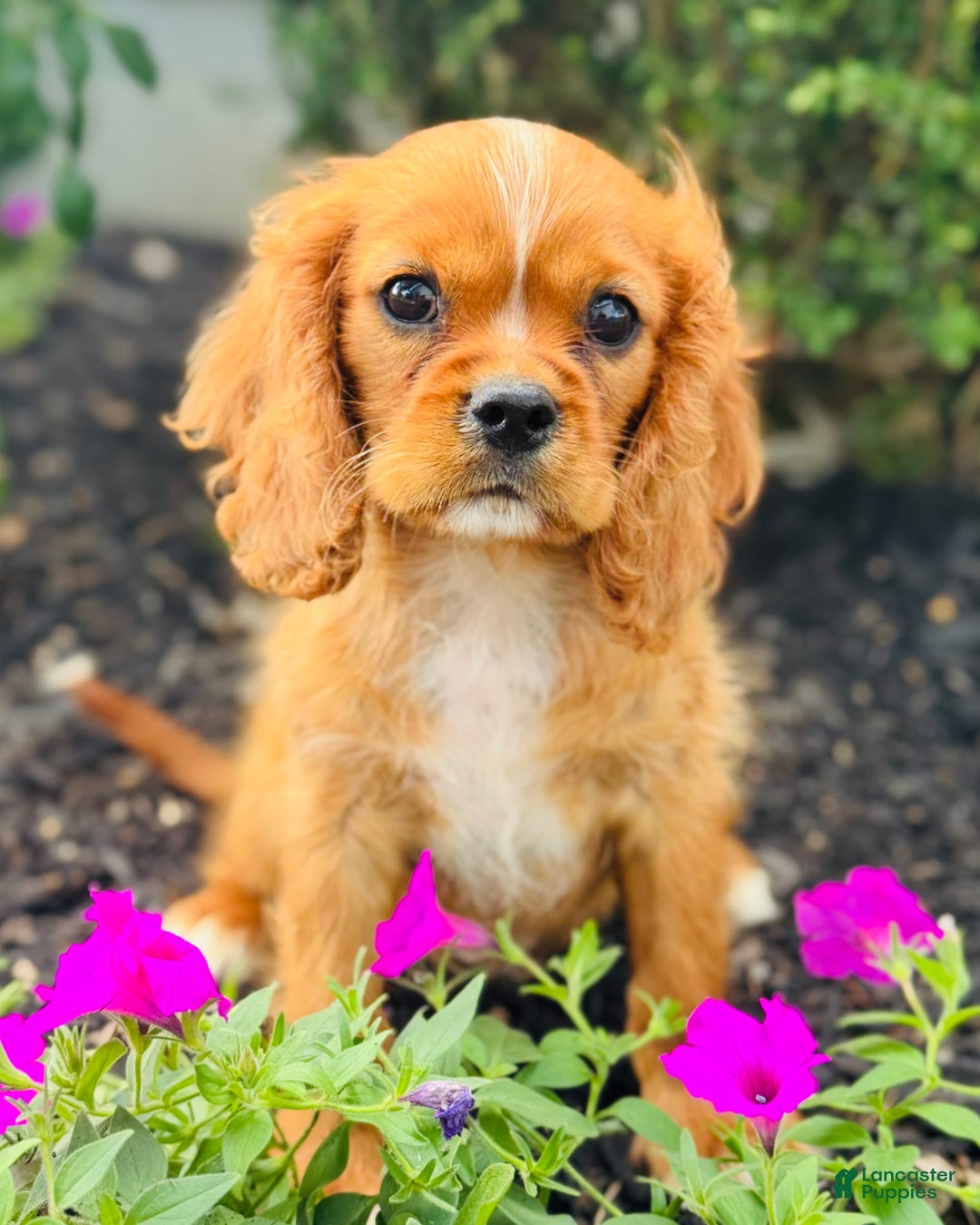 Cavalier King Charles Spaniel dogs for sale: Carl - Image 5