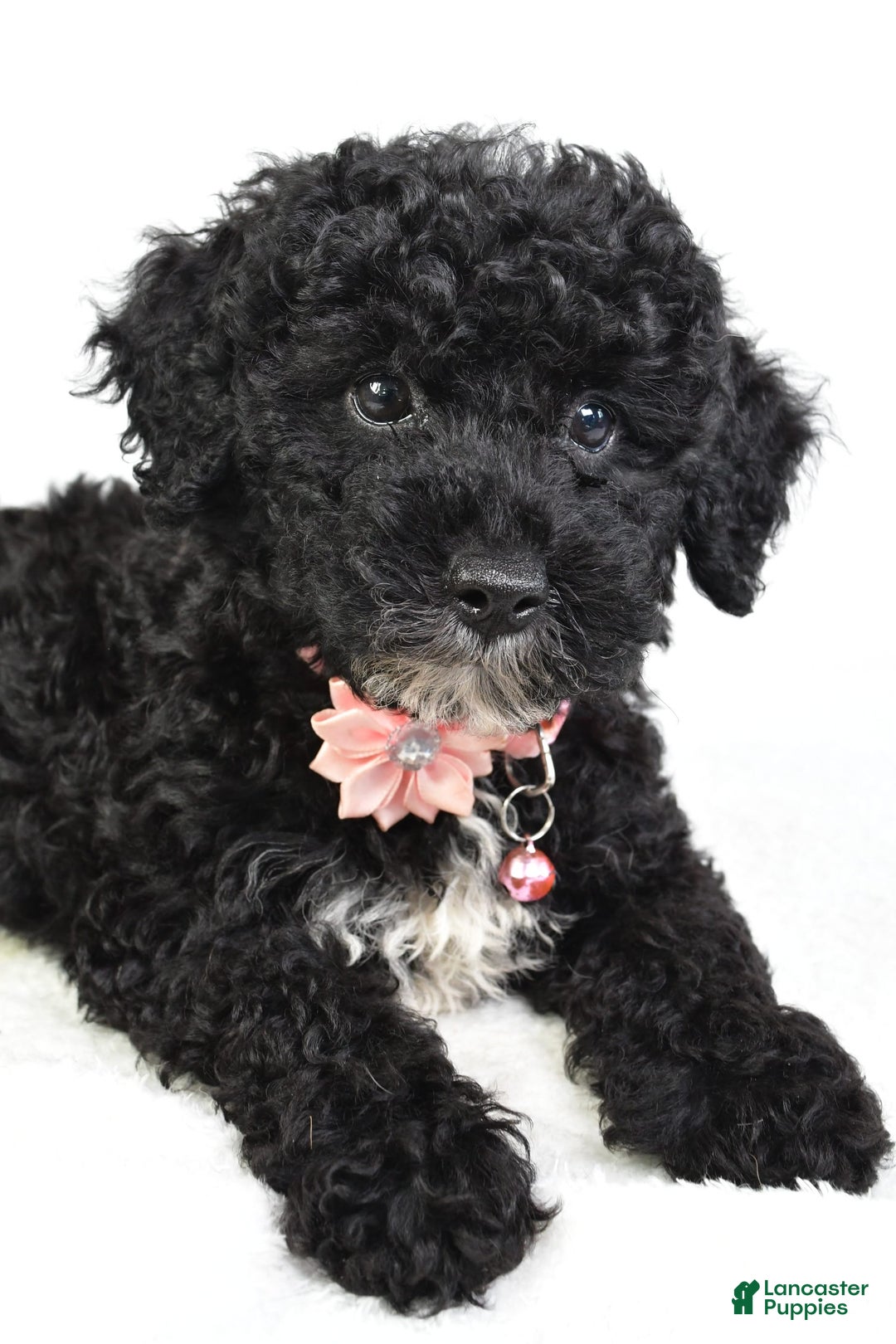 Miniature Poodle dogs for sale: Leah - Image 2