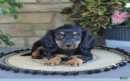 Miniature Dachshund dogs for sale: Liam - Image 1