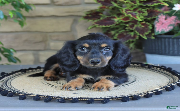 Miniature Dachshund dogs for sale - Ad 1