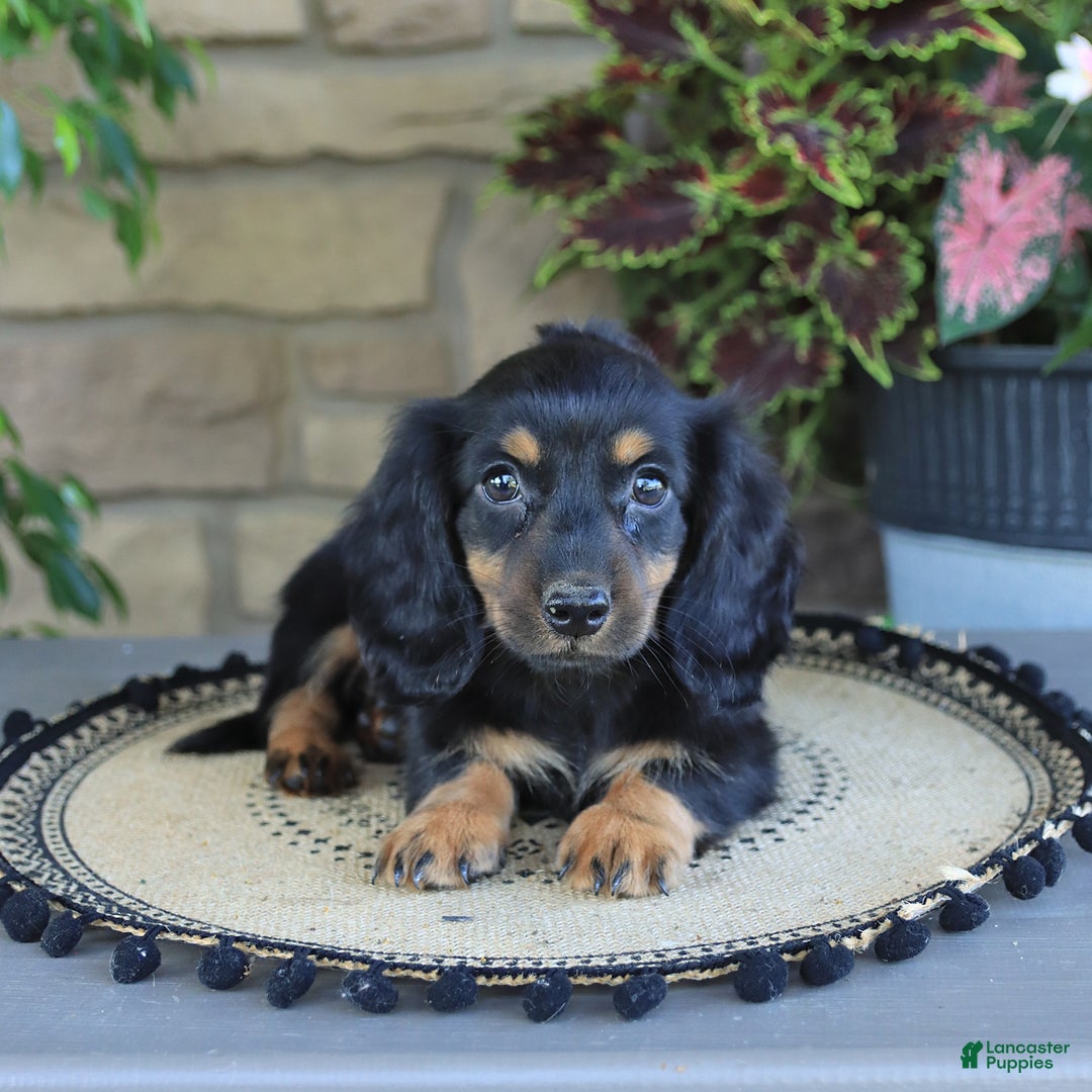 Miniature Dachshund dogs for sale: Liam - Image 1