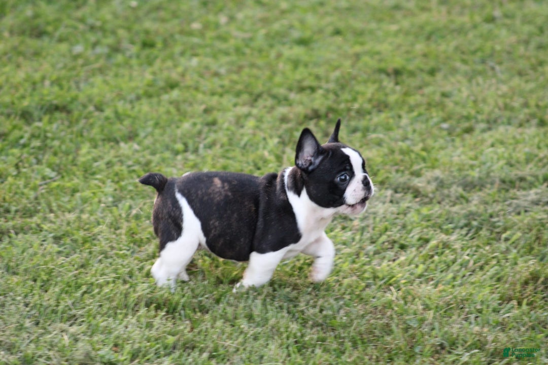 French Bulldog dogs for sale: Natalie - Image 11