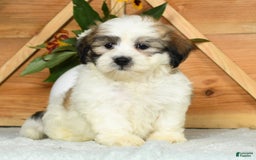 Teddy Bear dogs for sale: Sammy - Image 8